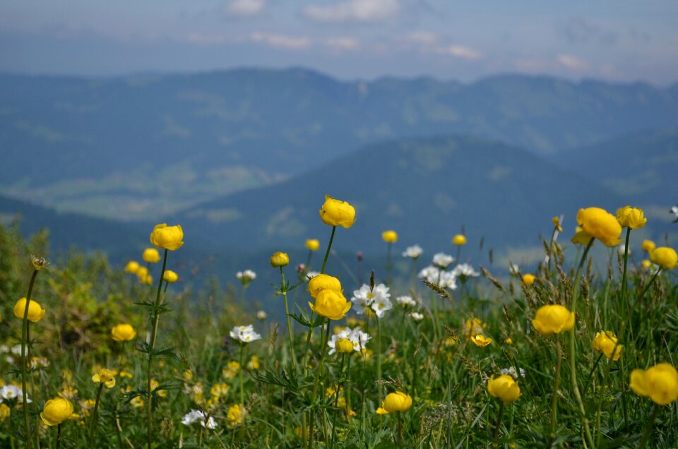 Meadows nature summer