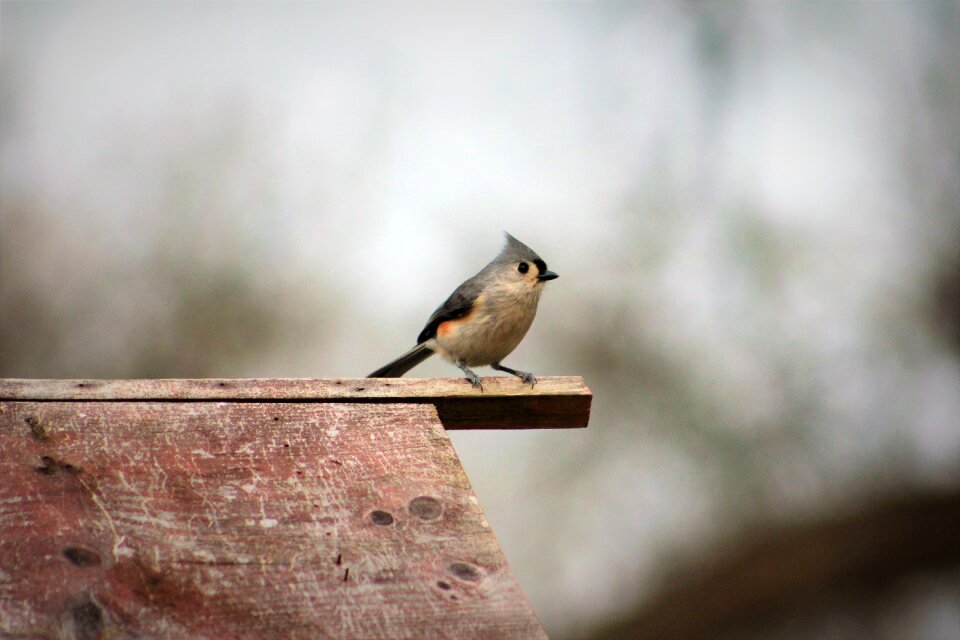 Nature outdoors tufted titmouse