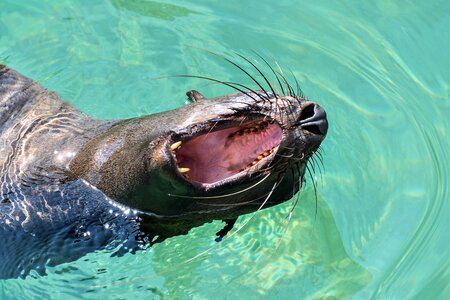 Water mouth animal photo