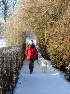 Dog walk brown walking brown snow