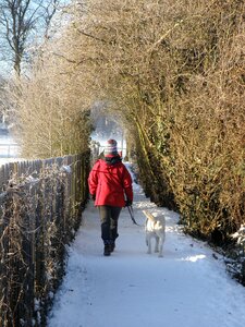 Dog walk brown walking brown snow photo