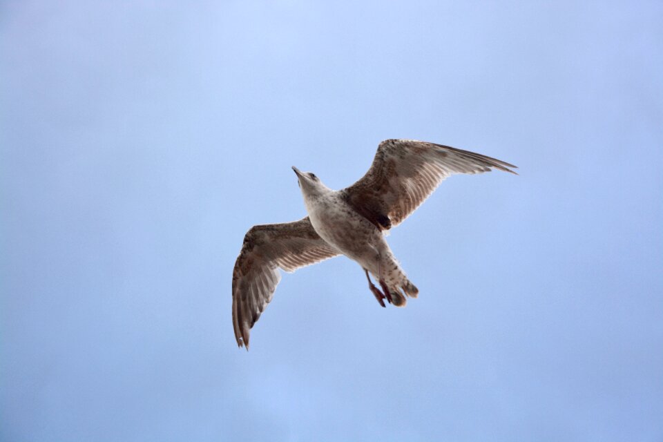 Freedom nature bird flight
