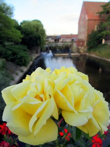 Bloom flower yellow rose