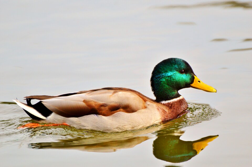 Bird poultry animal photo