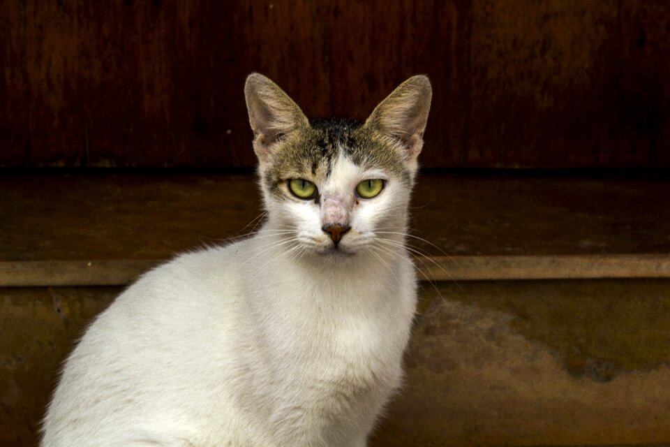 Cat feline cute cat
