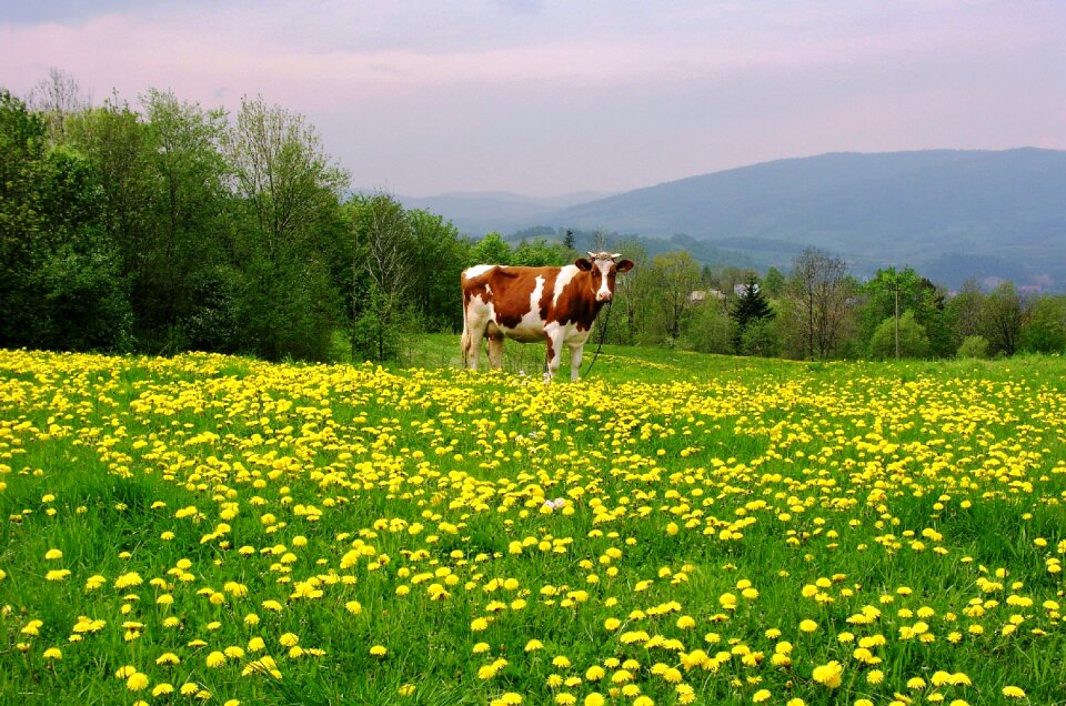 Luboń wielki spring cow