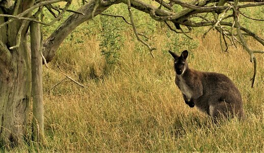 Wildlife tree outdoors