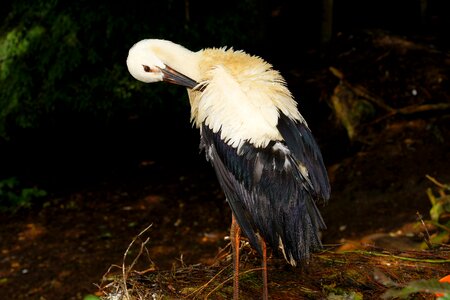 Bird nature white stork