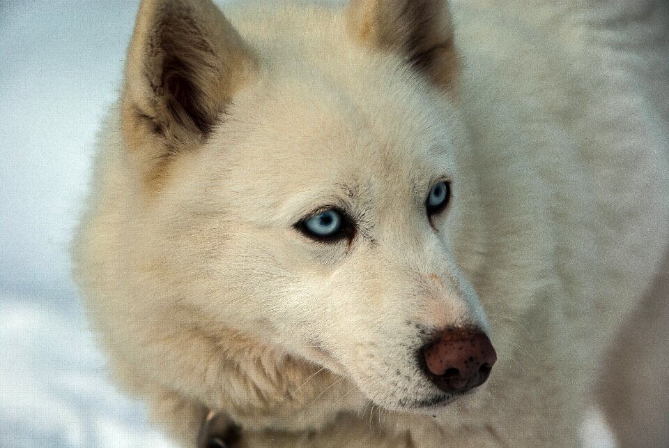 Dog canine mammal