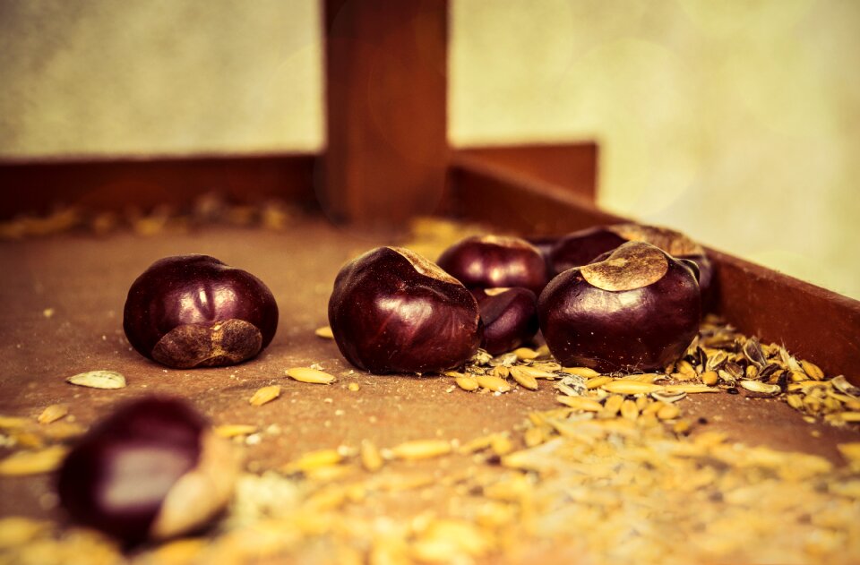 Open chestnut decoration buckeye