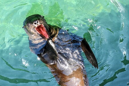 Water mouth animal photo