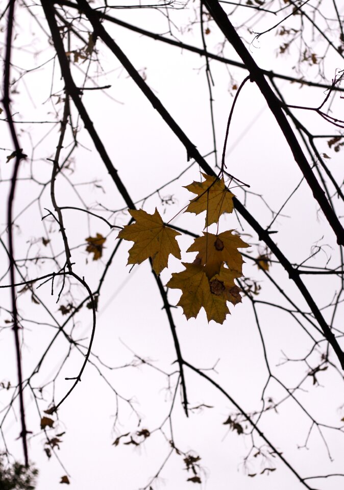 Tree light emotion