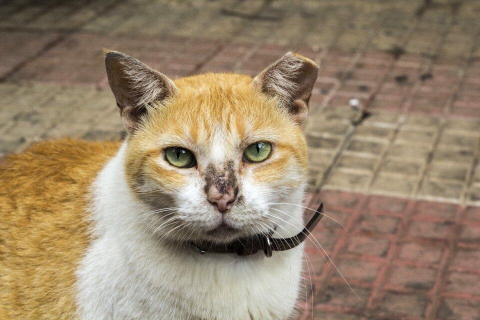 Cat feline cute cat