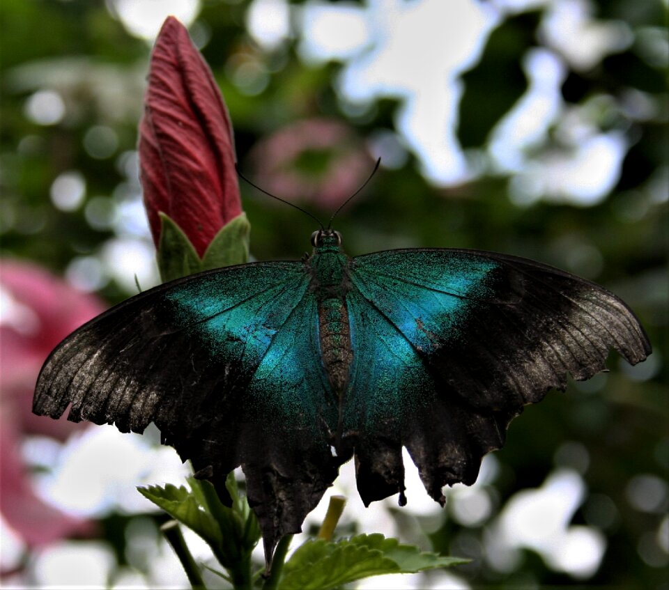 Wing garden insect