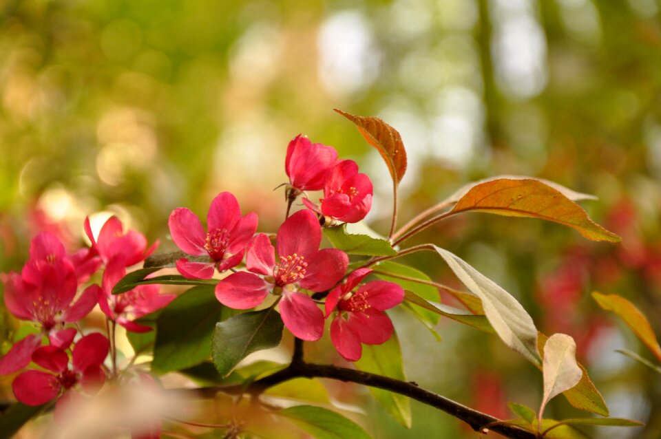 Nature beauty flowers