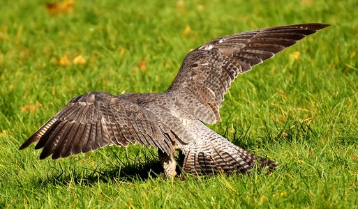 Wild animal nature feather photo