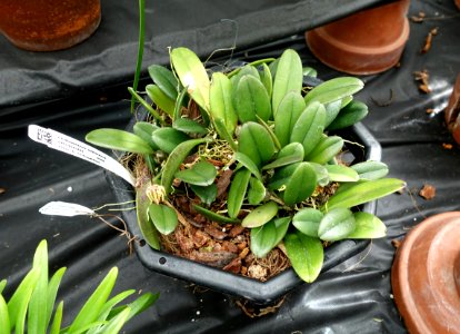 Bulbophyllum roxburghii (Cirrhopetalum sikkimense) - Lyman Plant House, Smith College - DSC01993