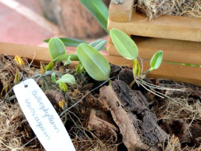 Bulbophyllum lasiochilum (Bulbophyllum breviscapum) - Orchid Nursery Margaret Mee - DSC09746