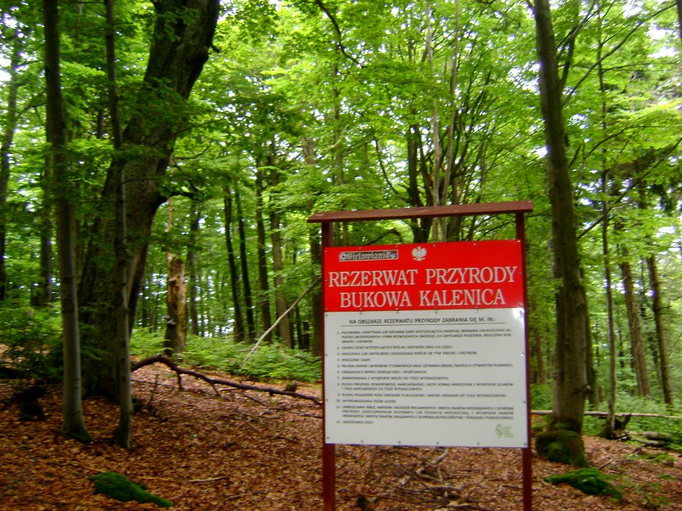 Bukowa Kalenica. mit