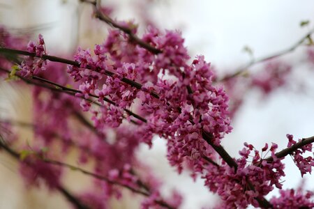 Cherry nature season photo