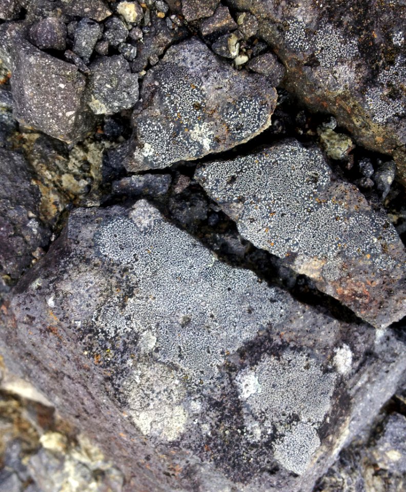 Buellia cranwelliae 2120408