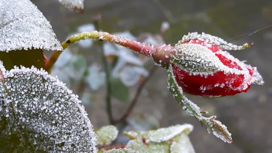 Frost bud winter magic