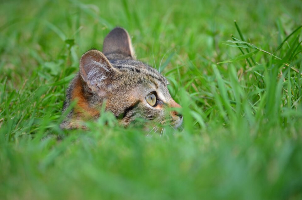 Fauna cute cat