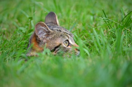 Fauna cute cat