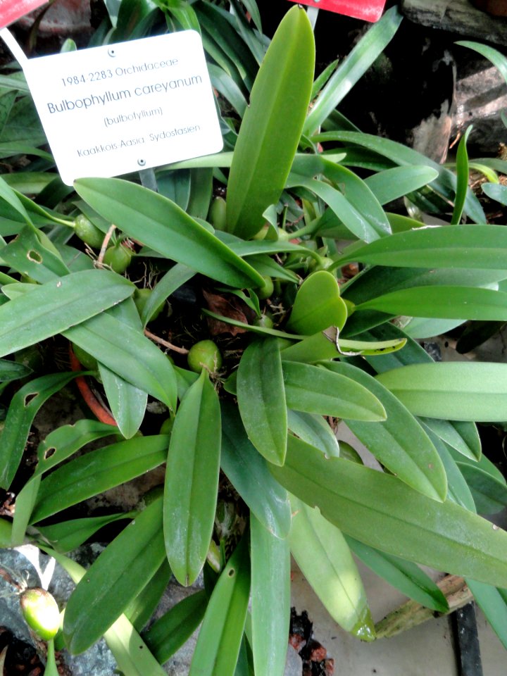 Bulbophyllum careyanum - Botanical Garden in Kaisaniemi, Helsinki - DSC03630