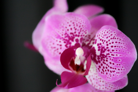 Botanical flower flowers