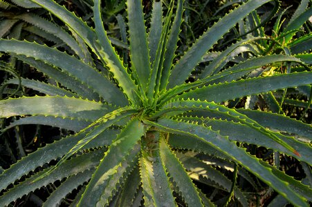 Thorny vegetable mediterranean plant photo