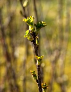 Budding leaves on redcurrant 1 (cropped) photo