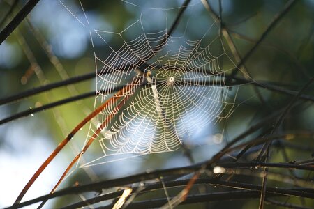Trap spiderweb arachnid photo