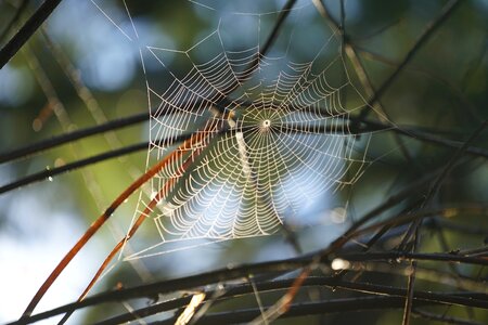 Trap spiderweb arachnid