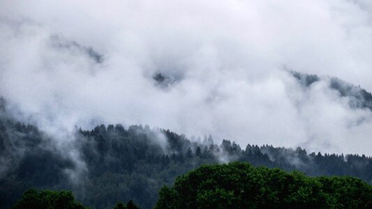 Forest fog cold