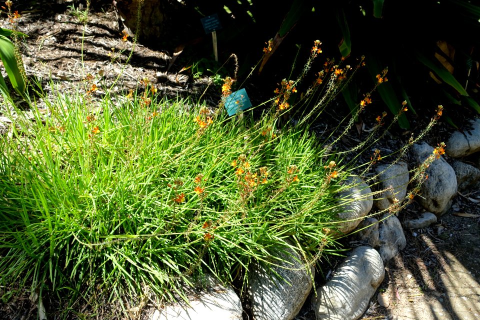 Bulbine frutescens 'Hallmark' - Mildred E. Mathias Botanical Garden - University of California, Los Angeles - DSC02677