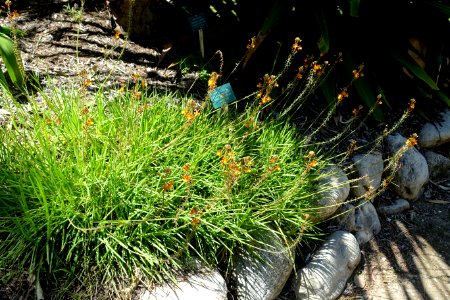 Bulbine frutescens 'Hallmark' - Mildred E. Mathias Botanical Garden - University of California, Los Angeles - DSC02677