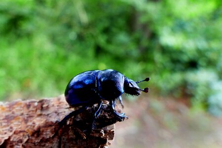 Insect beetle dung beetle