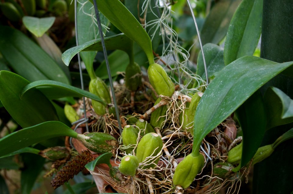 Bulbophyllum clavatum