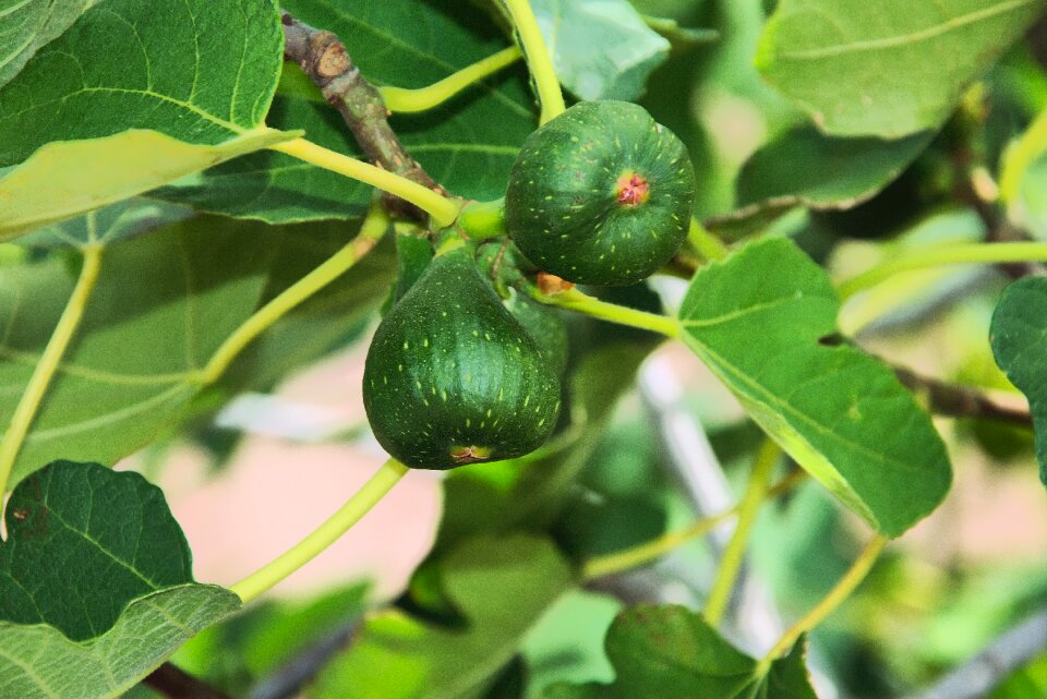 Immature edible healthy