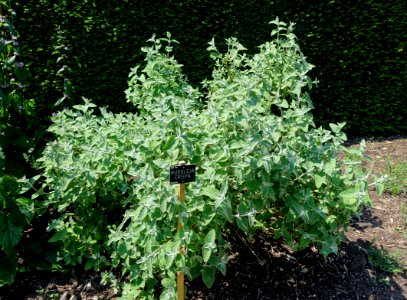 Buddleja crispa - Savill Garden - Windsor Great Park, England - DSC06174