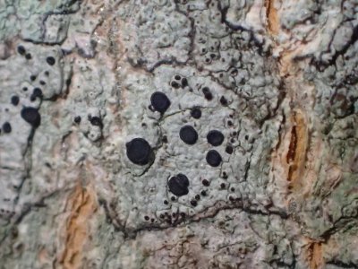 Buellia erubescens 22865425
