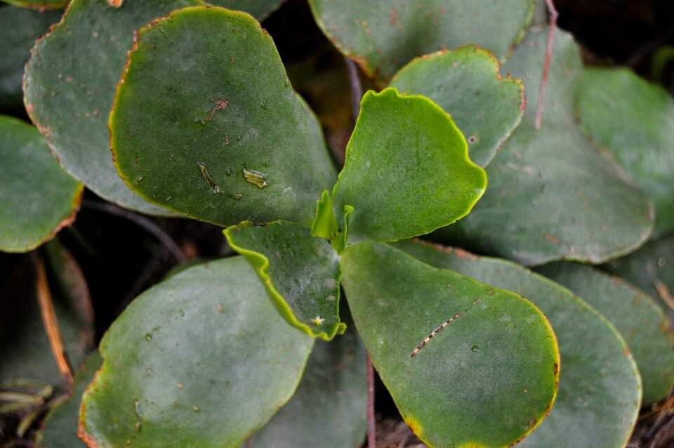 Cactus plant green succulent