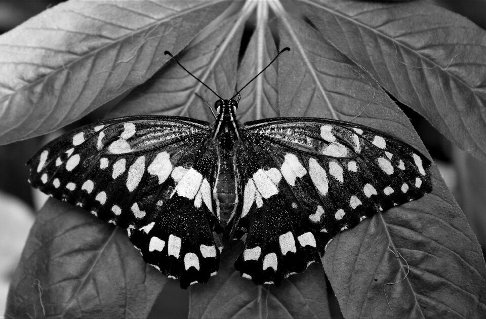 Outdoors monarch wing