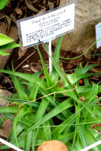 Bulbine latifolia (Bulbine natalensis) - Food and Agriculture Museum - Setagaya, Tokyo, Japan - DSC09859
