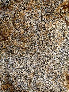 Buellia cranwelliae 6003249
