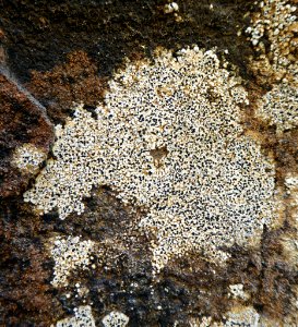 Buellia cranwelliae 6003251