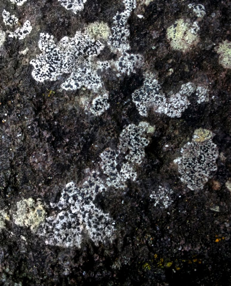Buellia cranwelliae 2120407