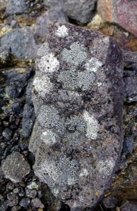 Buellia cranwelliae 2120405