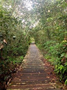 Bukit Lima Nature Reserve 4